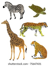 A collection of color illustrations of animals