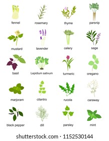 Collection of color silhouette herbs and spices, plants. Set of different herbs and spices fennel, rosemary, thyme, basil, mustard, rucola, celety, mint, parsley,dill. Vector illustration