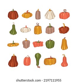 Collection of colored beautiful autumn pumpkin. Cartoon pumpkins, halloween squash, fall harvest gourds. Thanksgiving. Pumpkins. Autumn thanksgiving and halloween pumpkins collection. Vector