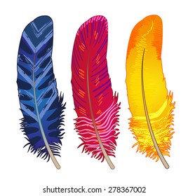 collection of colored blue red yellow feathers