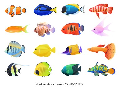 Collection of colored tropical fish on a white background. Inhabitants of coral reefs, aquarium fish.