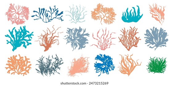 Collection of colorful algaes on white background. Set of algaes