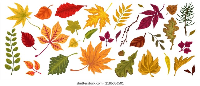 Collection of colorful autumn leaves. Cartoon vector graphics.