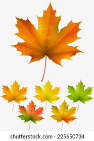 Collection of colorful autumn maple leaves