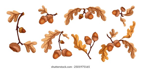 Collection of colorful, autumn oak branches with acorns. Vector graphics.