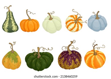 Collection of colorful autumn pumpkins.Cartoon vector graphics.