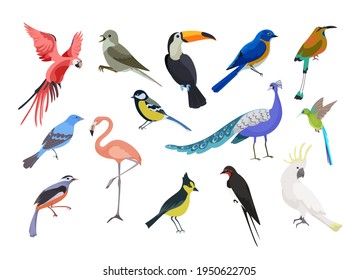 A collection of colorful birds .Seasonal and tropical birds. Vector illustration on a white background.Beautiful realistic birds. Exotic birds. Drawings for design and magazines.