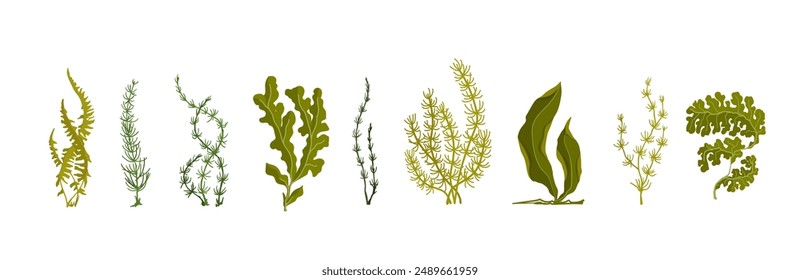 Collection of colorful botanical elements, green seaweed.Vector graphics.