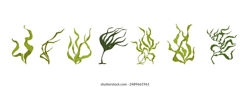 Collection of colorful botanical elements, green seaweed.Vector graphics.