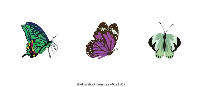 collection of colorful butterflies in illustration and vector form