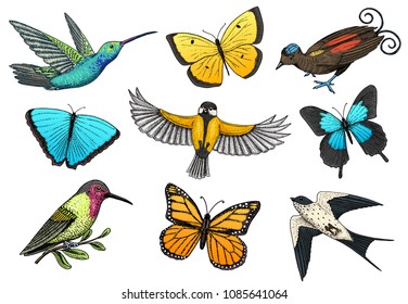 Collection of colorful butterfly insects and birds. Entomological symbol of freedom. Engraved hand drawn vintage sketch for wedding card or textiles. Vector illustration. Wild spring animals.