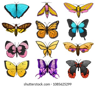 Collection of colorful butterfly or wild moths insects. Mystical or entomological symbol of freedom. Engraved hand drawn vintage sketch for wedding card. Vector illustration. Arthropod animal.