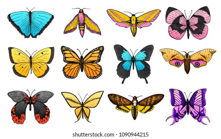 Collection of colorful butterfly or wild moths insects. Mystical or entomological symbol of freedom. Engraved hand drawn vintage sketch for wedding card. Vector illustration. Arthropod animal.