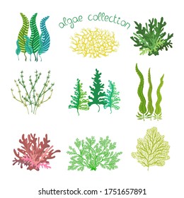 Collection with colorful cartoon seaweeds, isolated on white background. Vector hand drawn illustration with under the sea algae set.