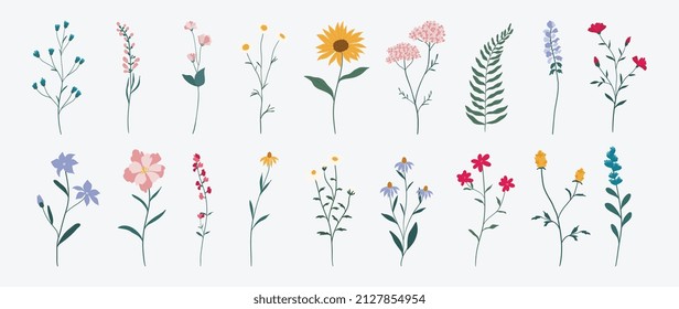 Collection of colorful floral elements in flat color. Set of spring and summer wild flowers, plants, branches, leaves and herb. Hand drawn of blossom vectors for decor, website, graphic and shop.