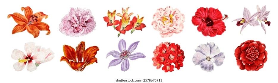 A collection of colorful flowers, featuring lilies, hibiscus, and orchids. Vibrant floral designs with diverse petals and hues, showcasing nature's beauty. Spring flower illustrations, vector set.