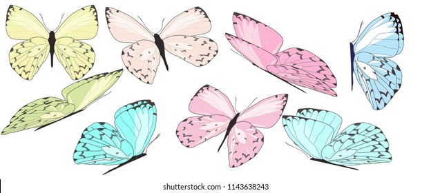 Collection of colorful flying butterflies in different poses. Vector eps10. 