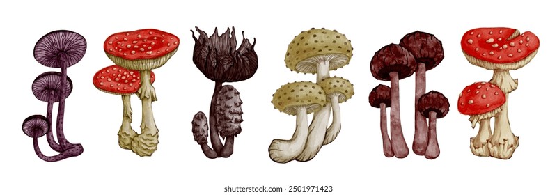 Collection of colorful forest mushrooms, toadstools, fly agarics. Ornamental wild plants. Vector graphics.