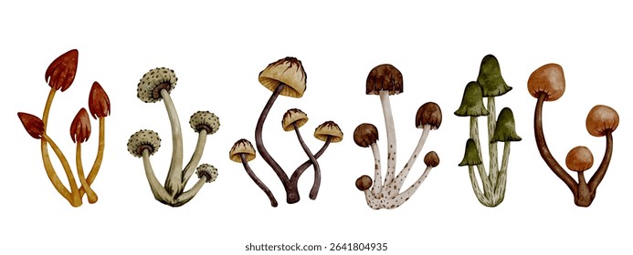 Collection of colorful forest mushrooms toadstools. Vector graphics.