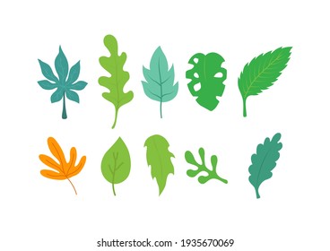 Collection of colorful leaves on white background, leaves icon. Vector illustration.