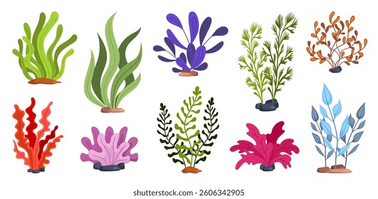Collection of Colorful Seaweed and Algae Plants.
