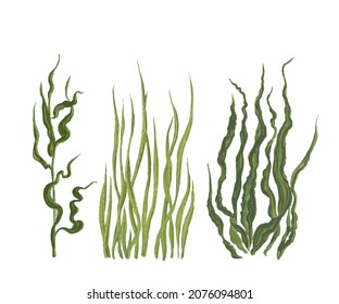 Collection of colorful seaweed. Paint and brush texture isolated on white background.