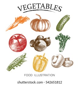 Collection of colourful hand drawn vegetables isolated on white background. Sketches of carrot, pumpkin, cucumber, tomato, bow, peas, bell pepper, mushrooms retro style vector illustration.