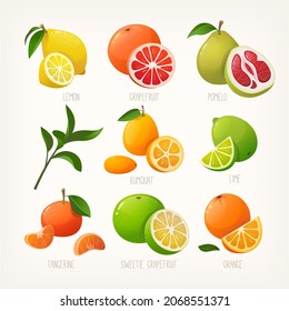 Collection of colourful illustrations of citrus fruit. Whole fruit with a slice. Common organic products at winter markets. Isolated vector images with names . 