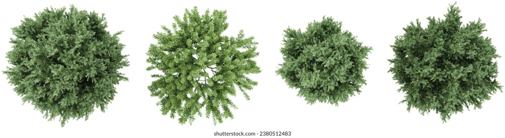 Collection of Common juniper,Rosemary Trees isolated on white background, tropical trees isolated used for design,top view advertising and architecture