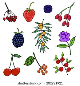 collection. complete set berry on a white background