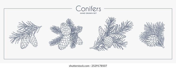 Collection of coniferous branches with cones. Linear graphic style. Vector illustration.