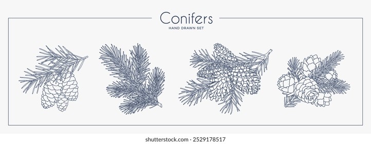 Collection of coniferous branches with cones. Linear graphic style. Vector illustration.
