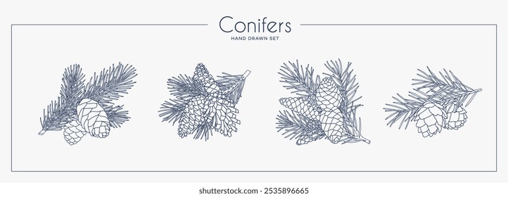 Colección de ramas de coníferas con conos. Estilo gráfico lineal. Ilustración vectorial.