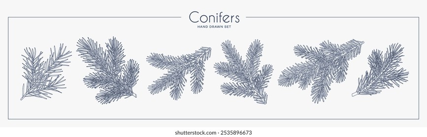 Sammlung von Nadelbäumen. Linearer Grafikstil. Vektorgrafik.