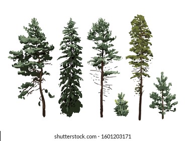 Collection of coniferous trees of different hights. Vector design elements isolated on white background