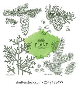 Coleção de coníferas: cedro e cone, abeto, taxus baccata e thuja plicata. Cosméticos e planta médica. Ilustração desenhada à mão vetorial.