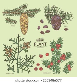 Collection of conifers: cedar and cone, spruce tree, taxus baccata and thuja plicata. Cosmetics and medical plant. Vector hand drawn illustration.
