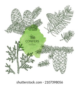 Collection of conifers: korean fir, thuja plicata, pine tree and spruce tree. Cosmetics and medical plant. Vector hand drawn illustration.