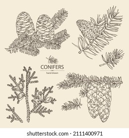 Collection of conifers: korean fir, thuja plicata, pine tree and spruce tree. Cosmetics and medical plant. Vector hand drawn illustration.