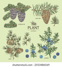Collection of conifers: pine tree and cone, korean fir, juniper and larix. Cosmetics and medical plant. Vector hand drawn illustration.of 