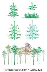 Collection of conifers, vector