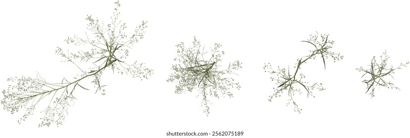 Collection of Conyza plants on transparent background from the top view
