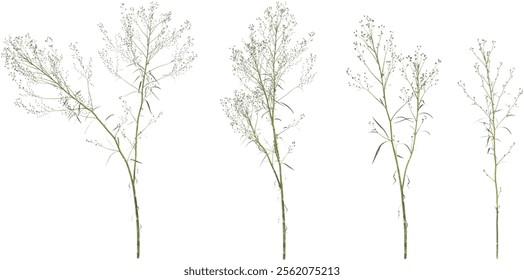 Collection of Conyza plants on transparent background