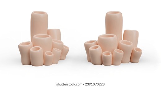 Colección con corales en diferentes posiciones. Algas marinas y corales, concepto de planta submarina. Flora submarina botánica. Ilustración vectorial en estilo 3D sobre fondo blanco