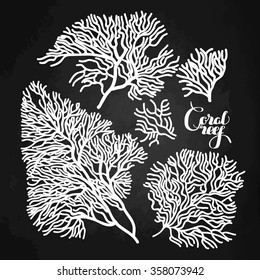 Collection of corals drawn in line art style. Ocean design elements isolated on chalkboard