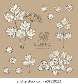 Collection of coriander and cilantro. Hand drawn.