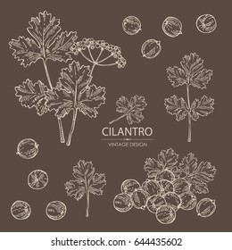 Collection of coriander and cilantro: seeds and leaves. Vector hand drawn illustration