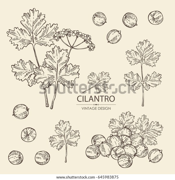 Collection Coriander Cilantro Seeds Leaves Vector Stock Vector (Royalty ...