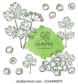 Collection of coriander and cilantro. Vector hand drawn illustration.