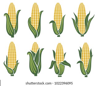 collection of corn ear images